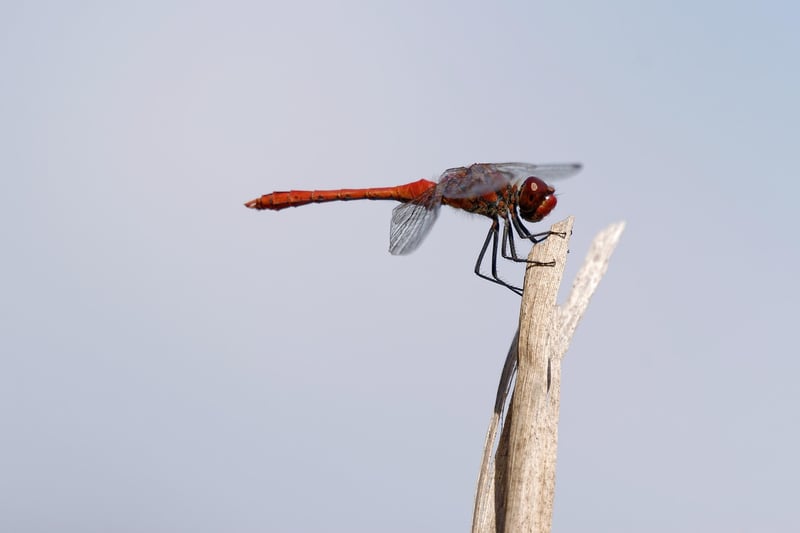 Dragon Taming Image