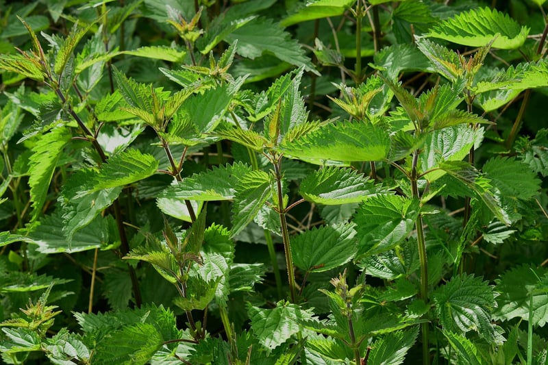 Wormwood